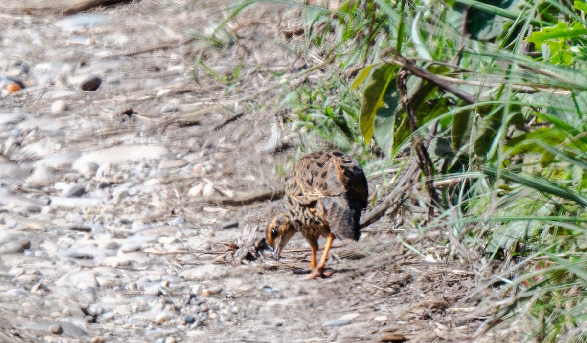 Black Francolin - ML646715585