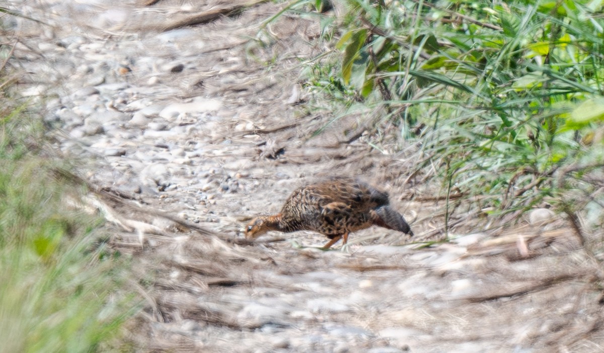 Black Francolin - ML646715586
