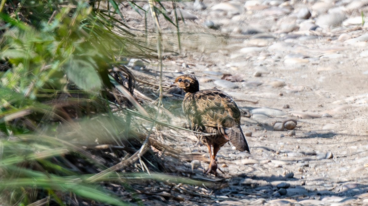 Black Francolin - ML646715587