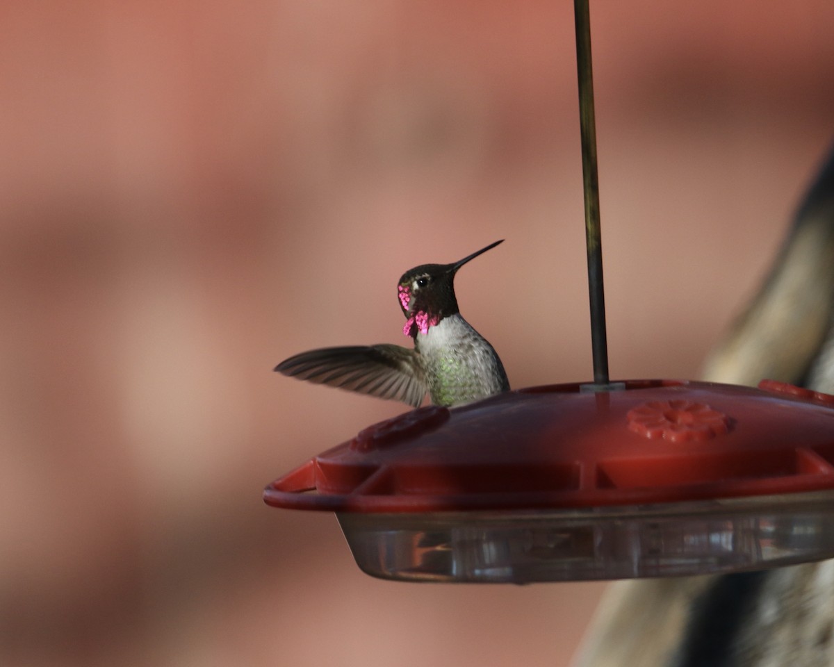 Anna's Hummingbird - ML646715588