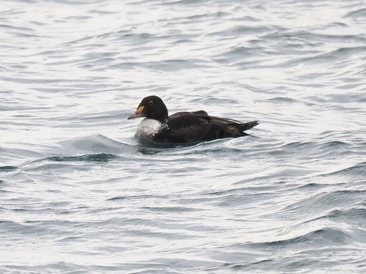 Éider Real - ML646715590