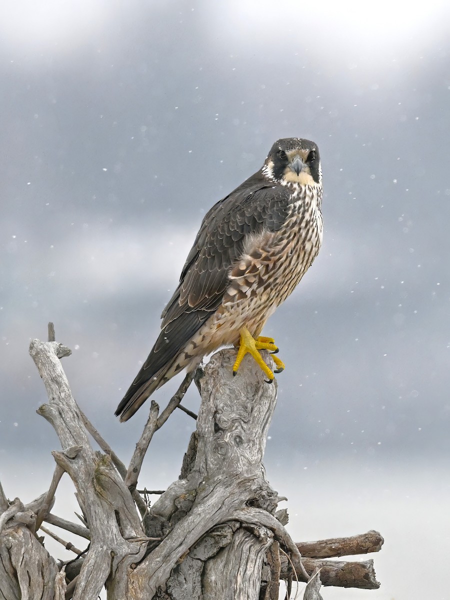 Сапсан - ML646715591