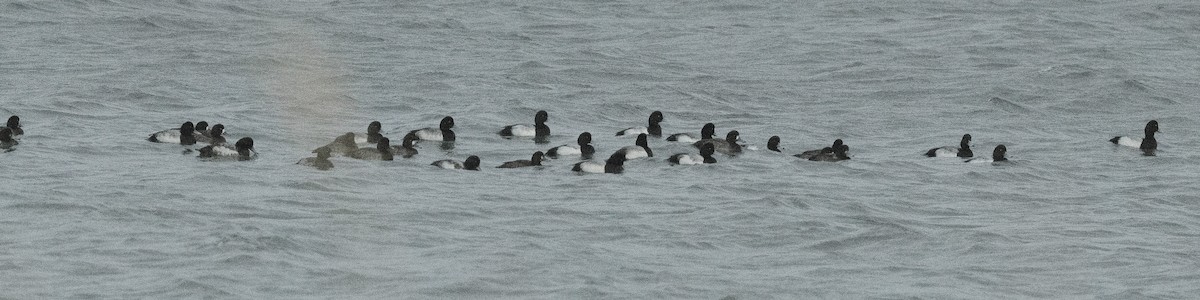 Чернь морська - ML646715593