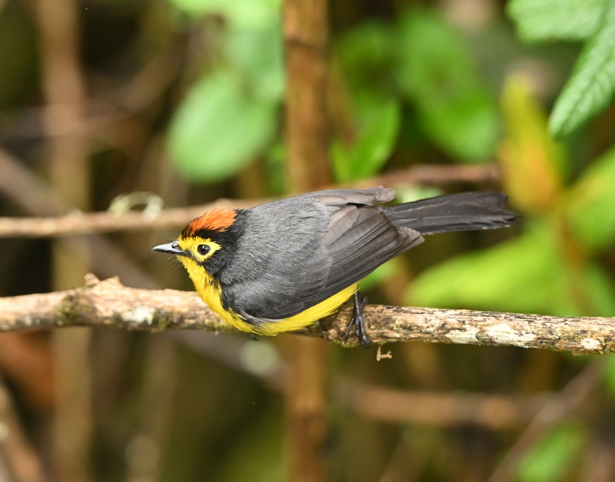 Paruline à lunettes - ML646715595