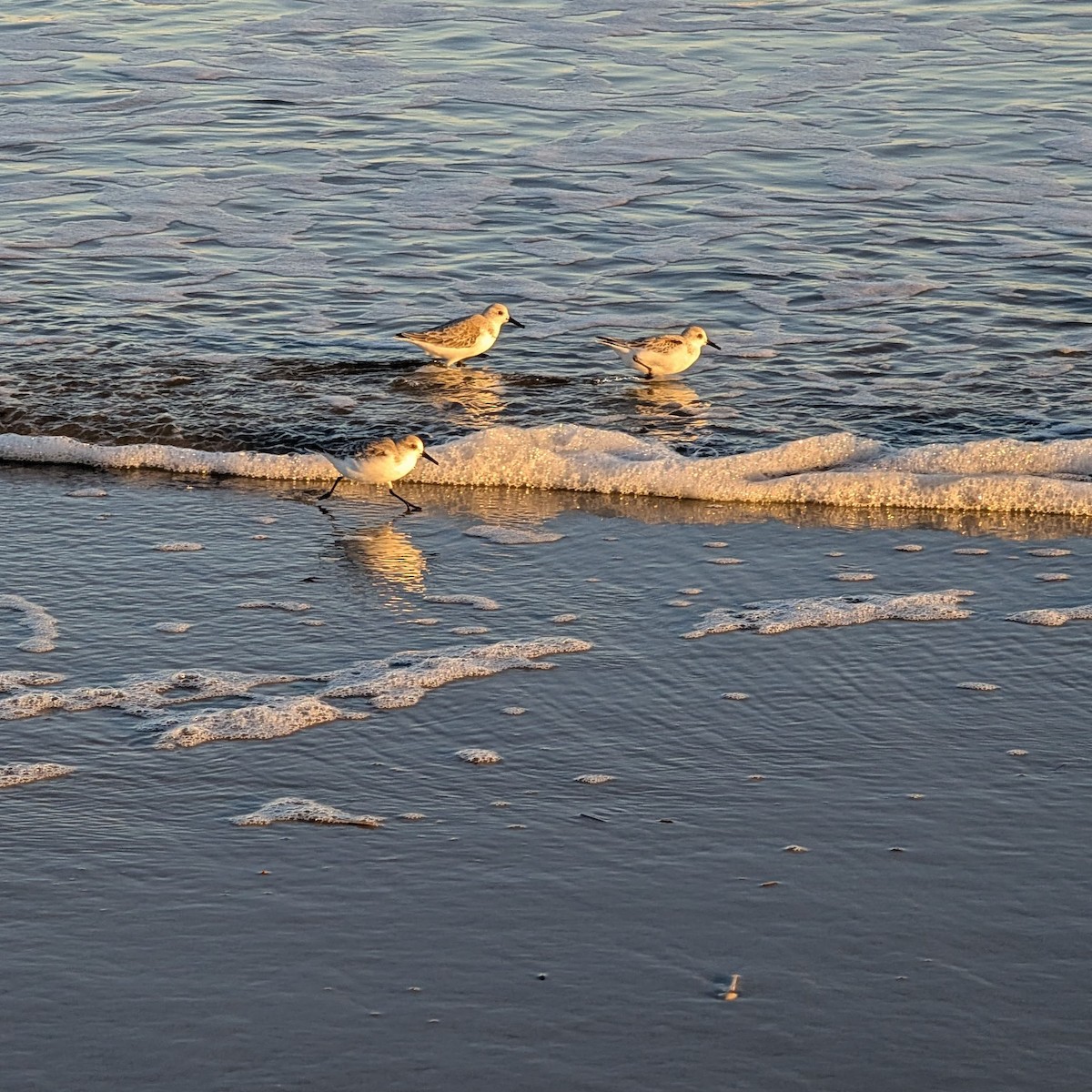 Sanderling - ML646715596