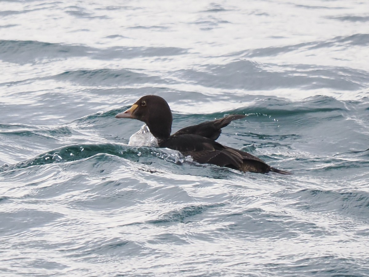 Éider Real - ML646715597