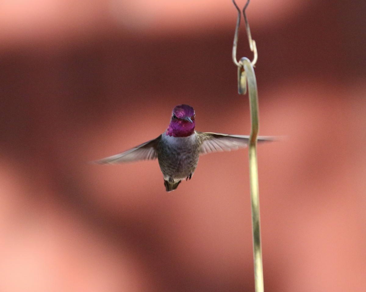 Anna's Hummingbird - ML646715598