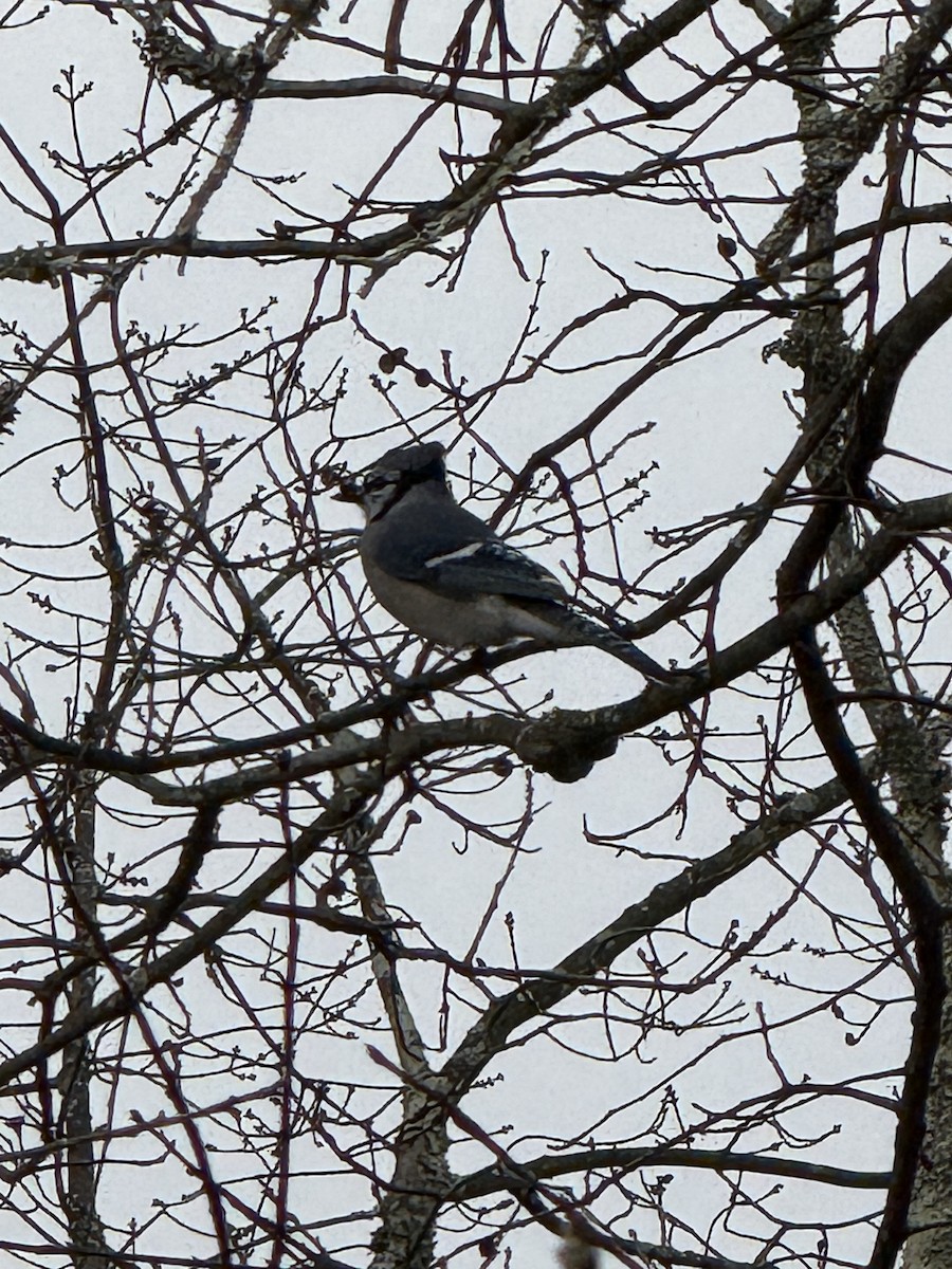 Blue Jay - ML646715600