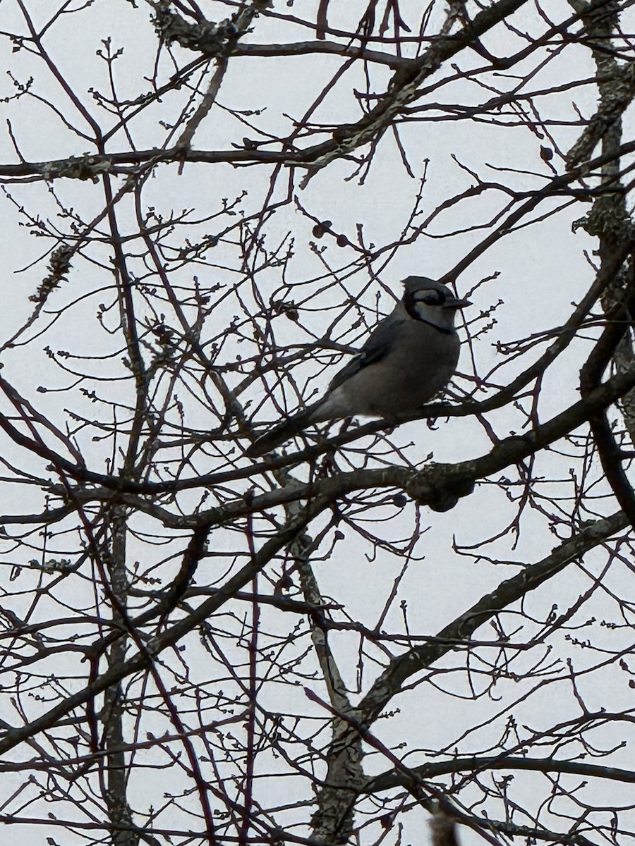 Blue Jay - ML646715602