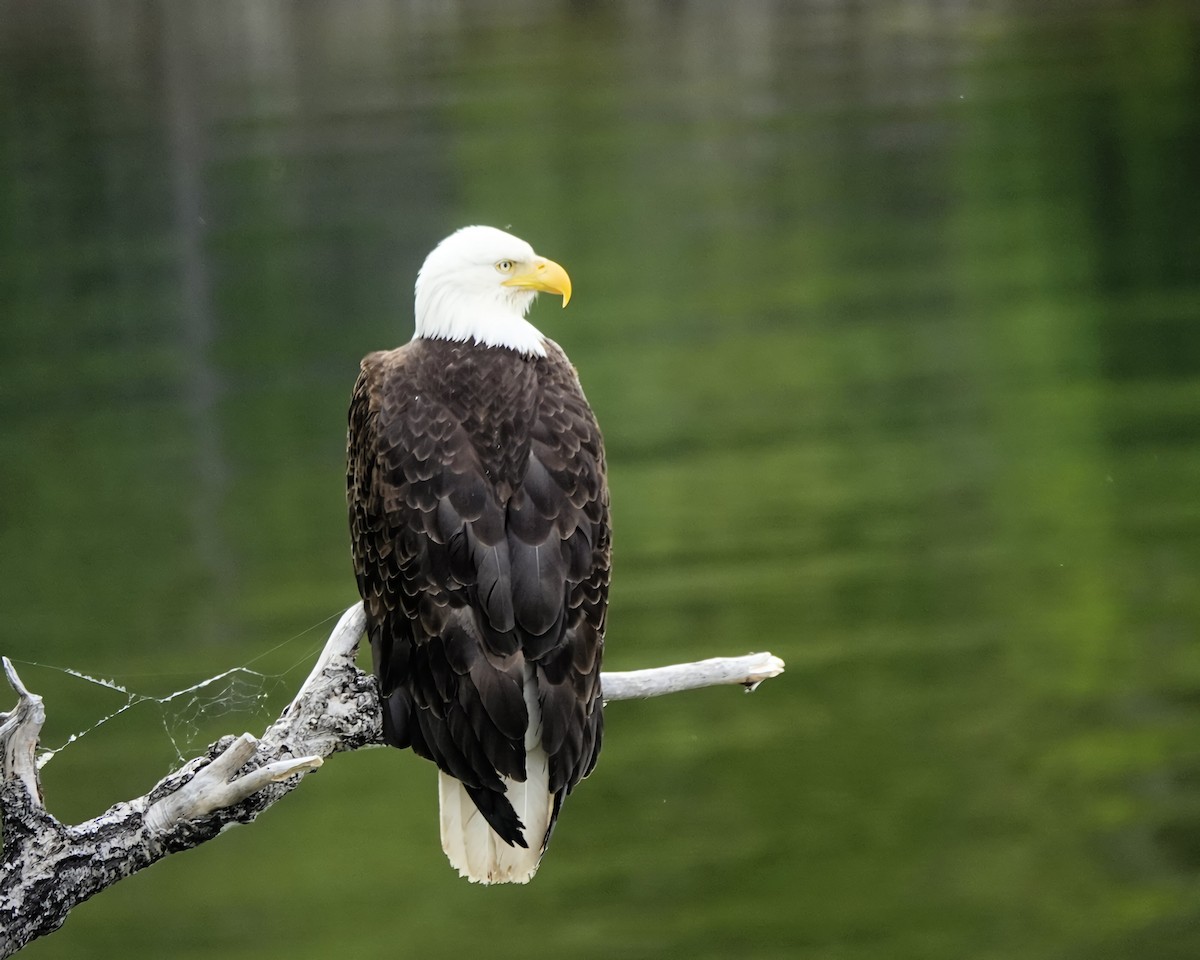 Bald Eagle - ML646715604