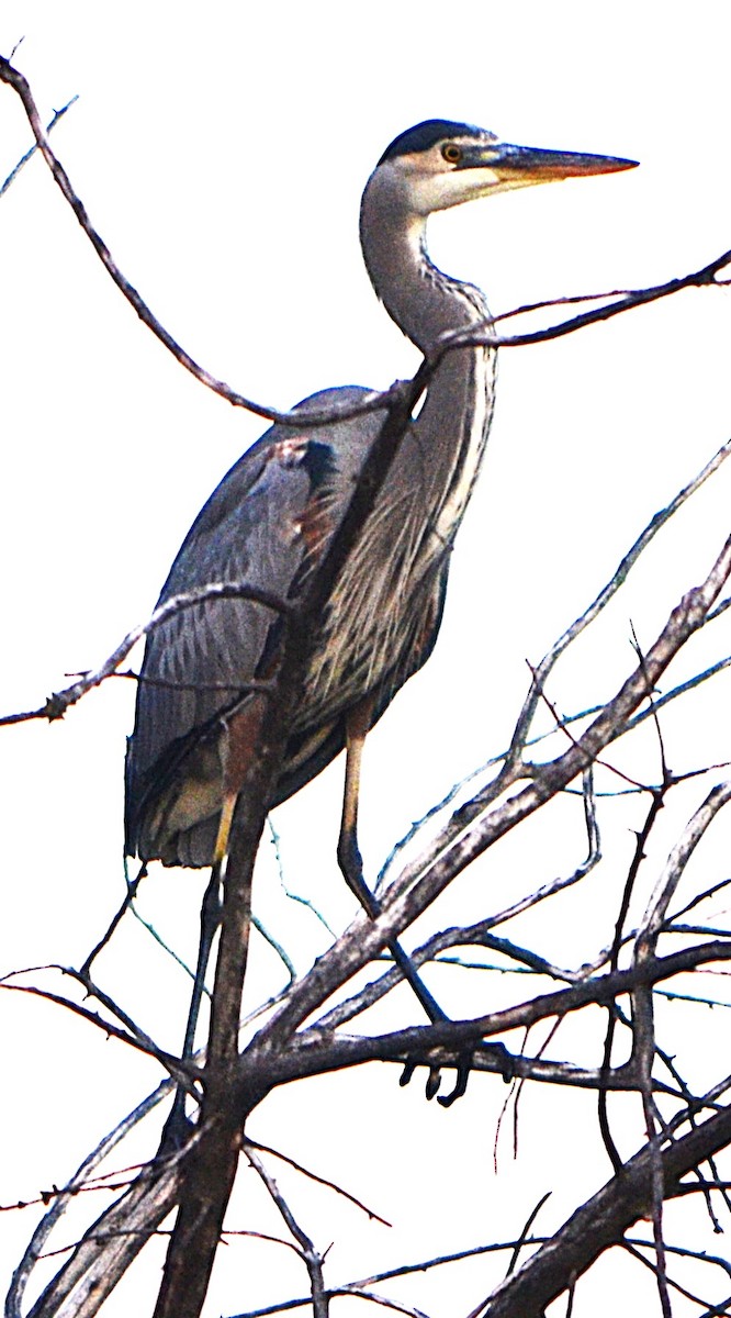 Koartza hauskara amerikarra - ML646715607