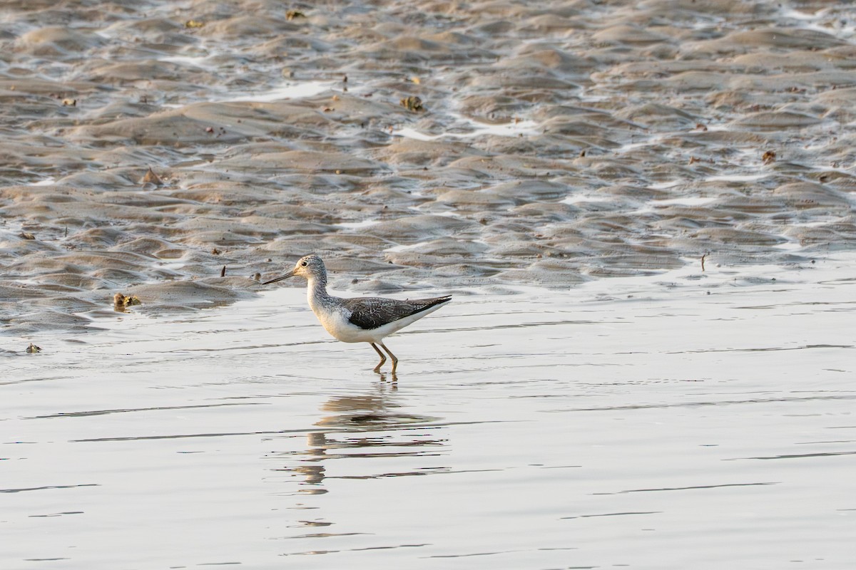 vodouš šedý - ML646715608