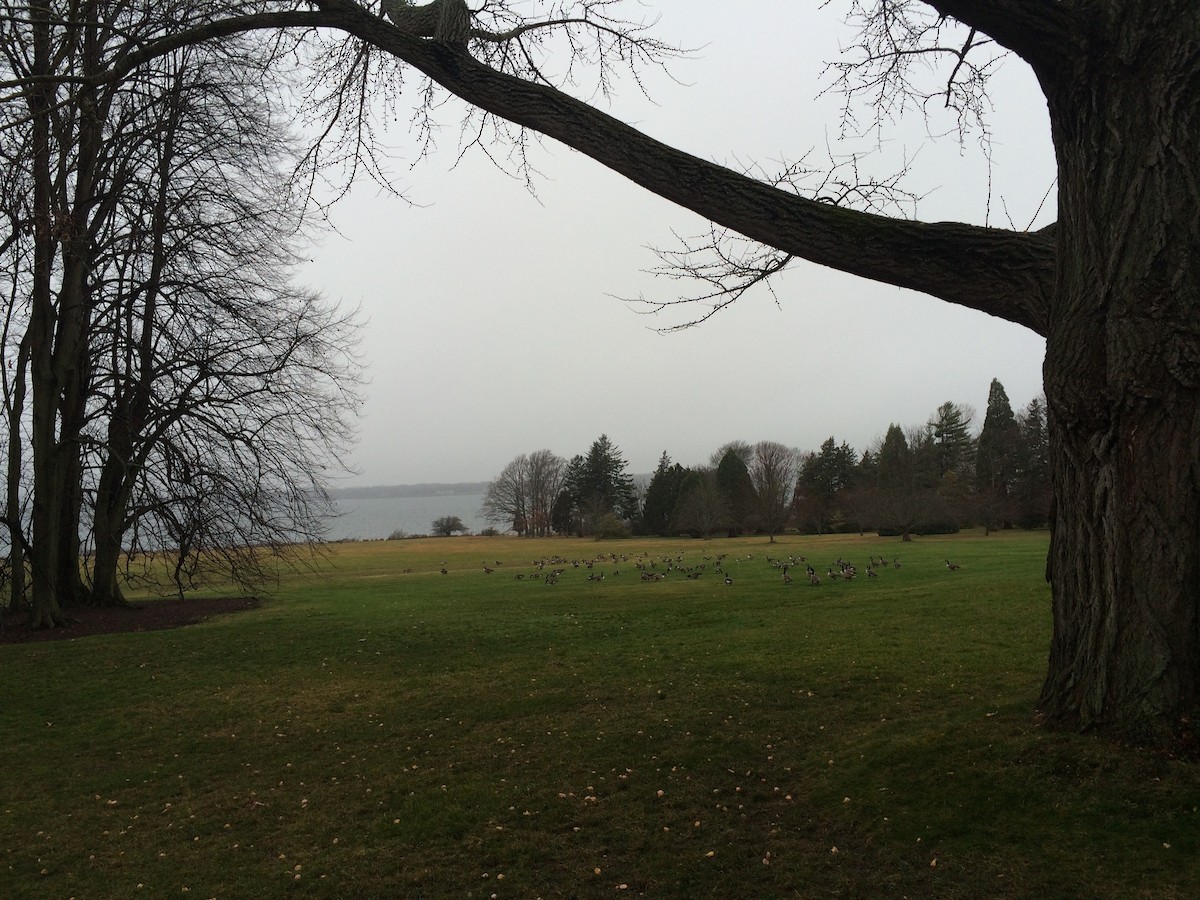 Canada Goose - ML646715609