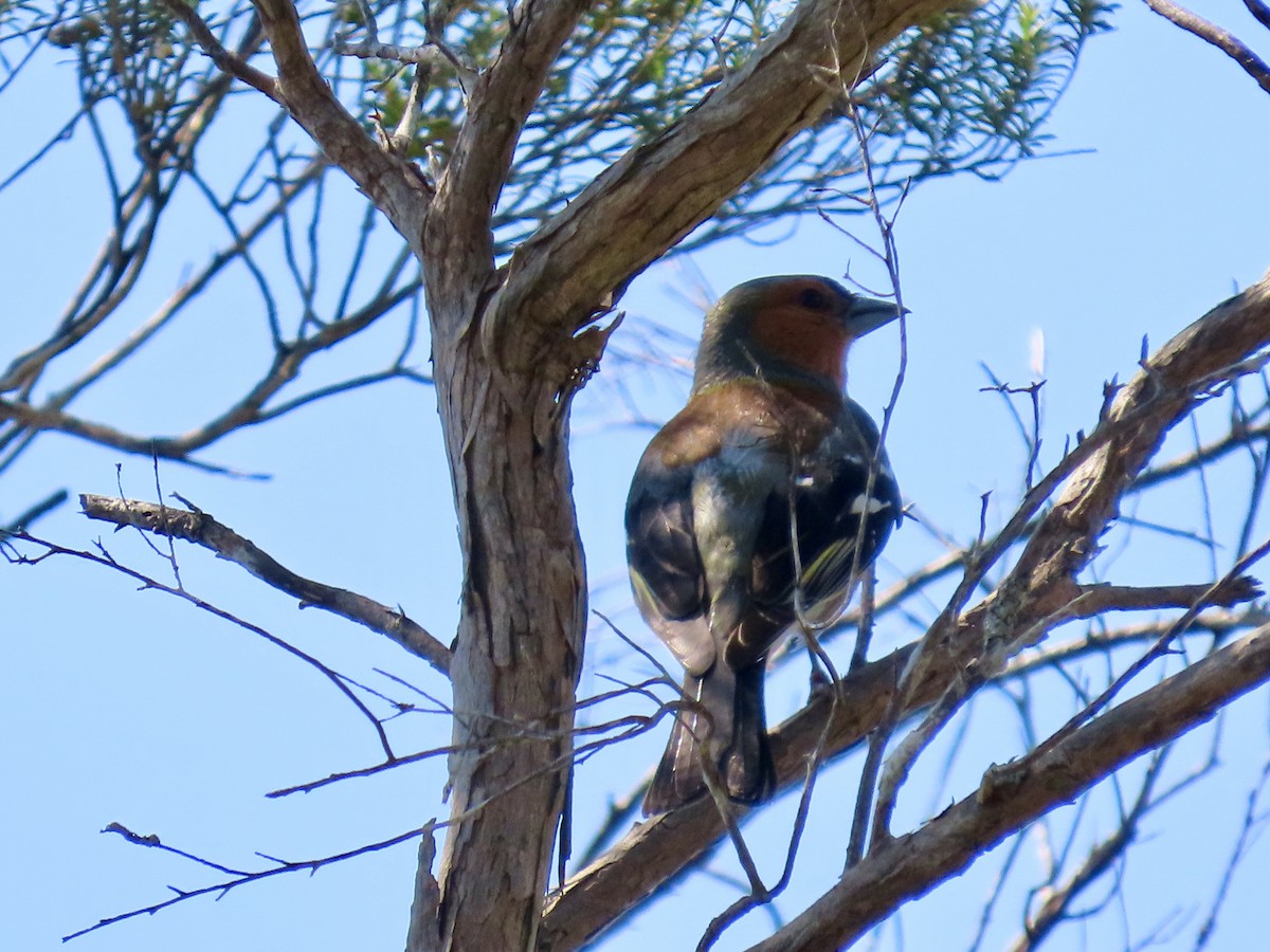 ズアオアトリ - ML646715610