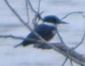 Martin handi iparramerikarra - ML646715611