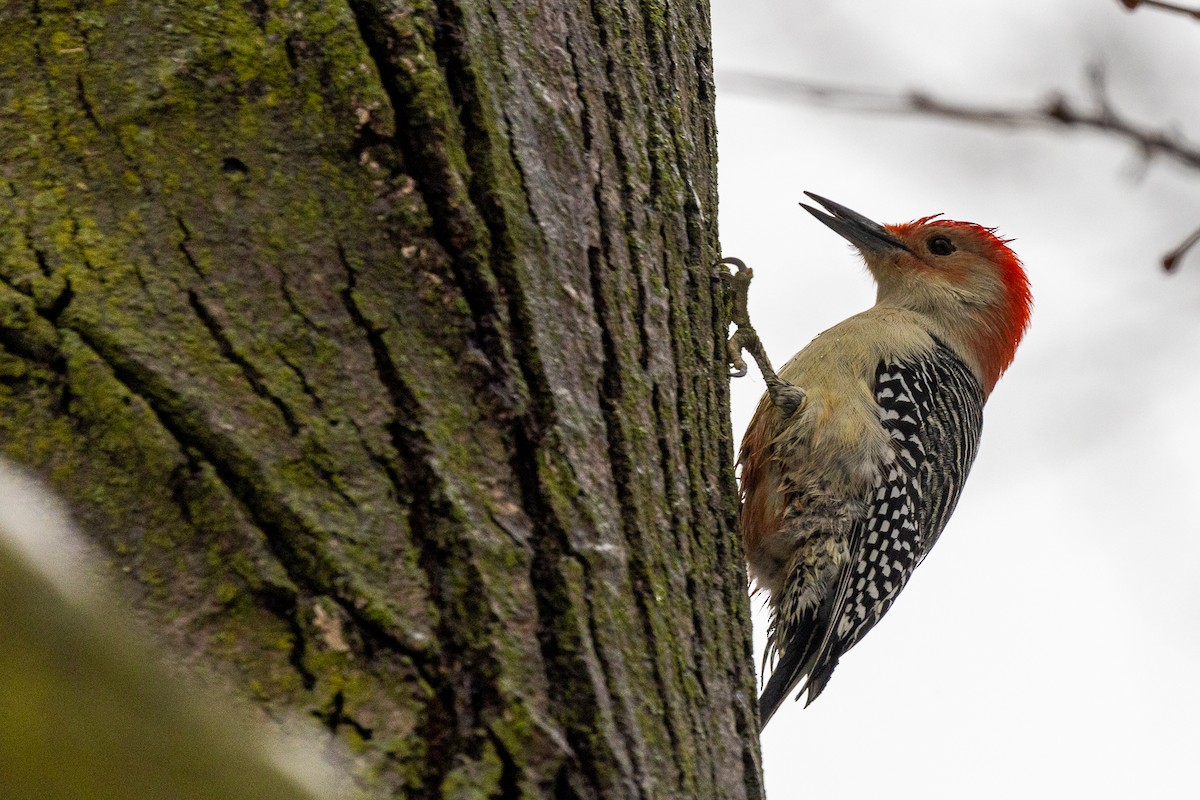 Каролинский дятел - ML646715614