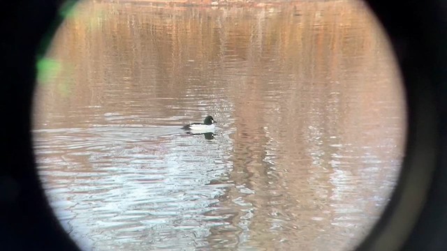 Гоголь - ML646715617