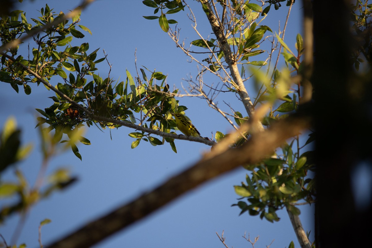 Пісняр-лісовик прерієвий - ML646715618