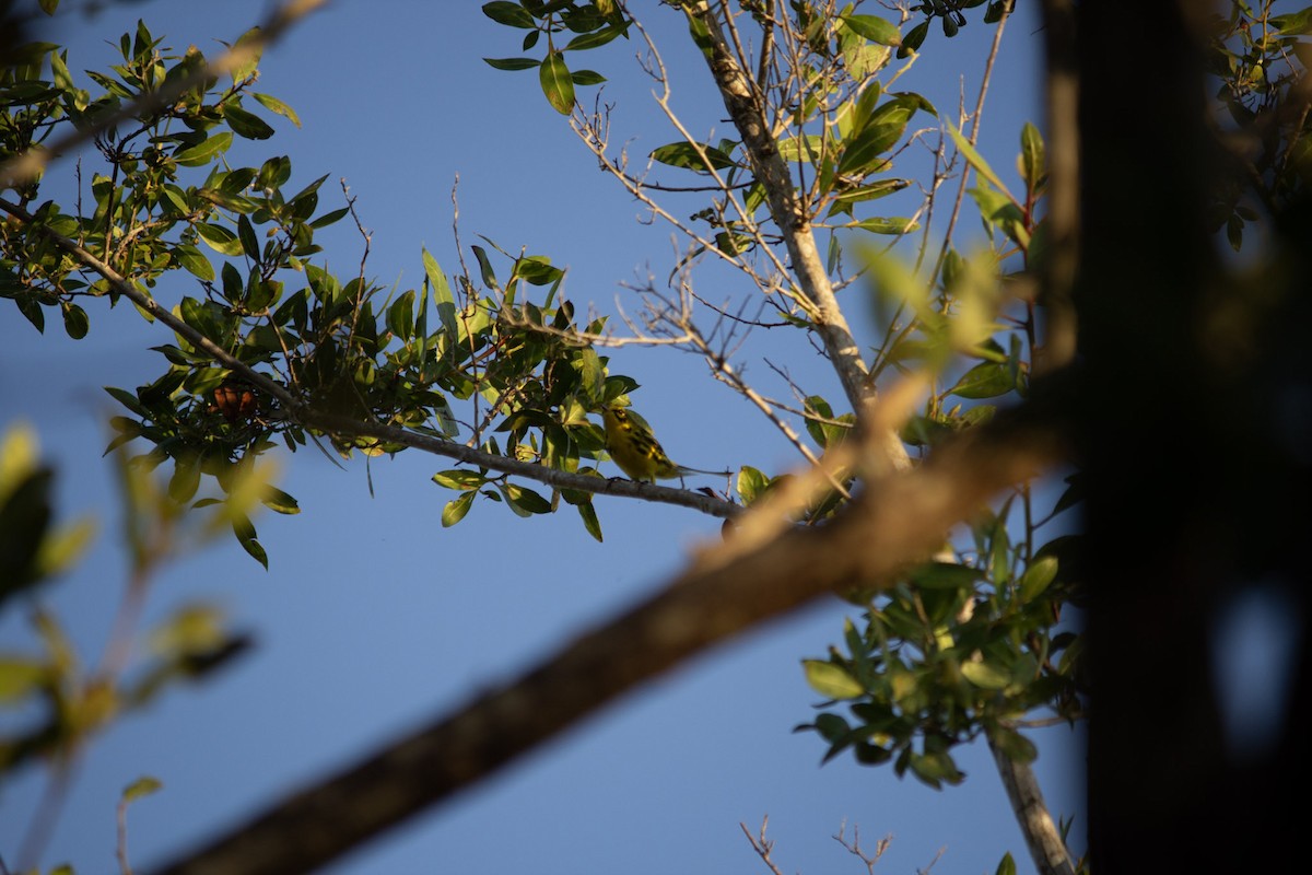 Пісняр-лісовик прерієвий - ML646715619