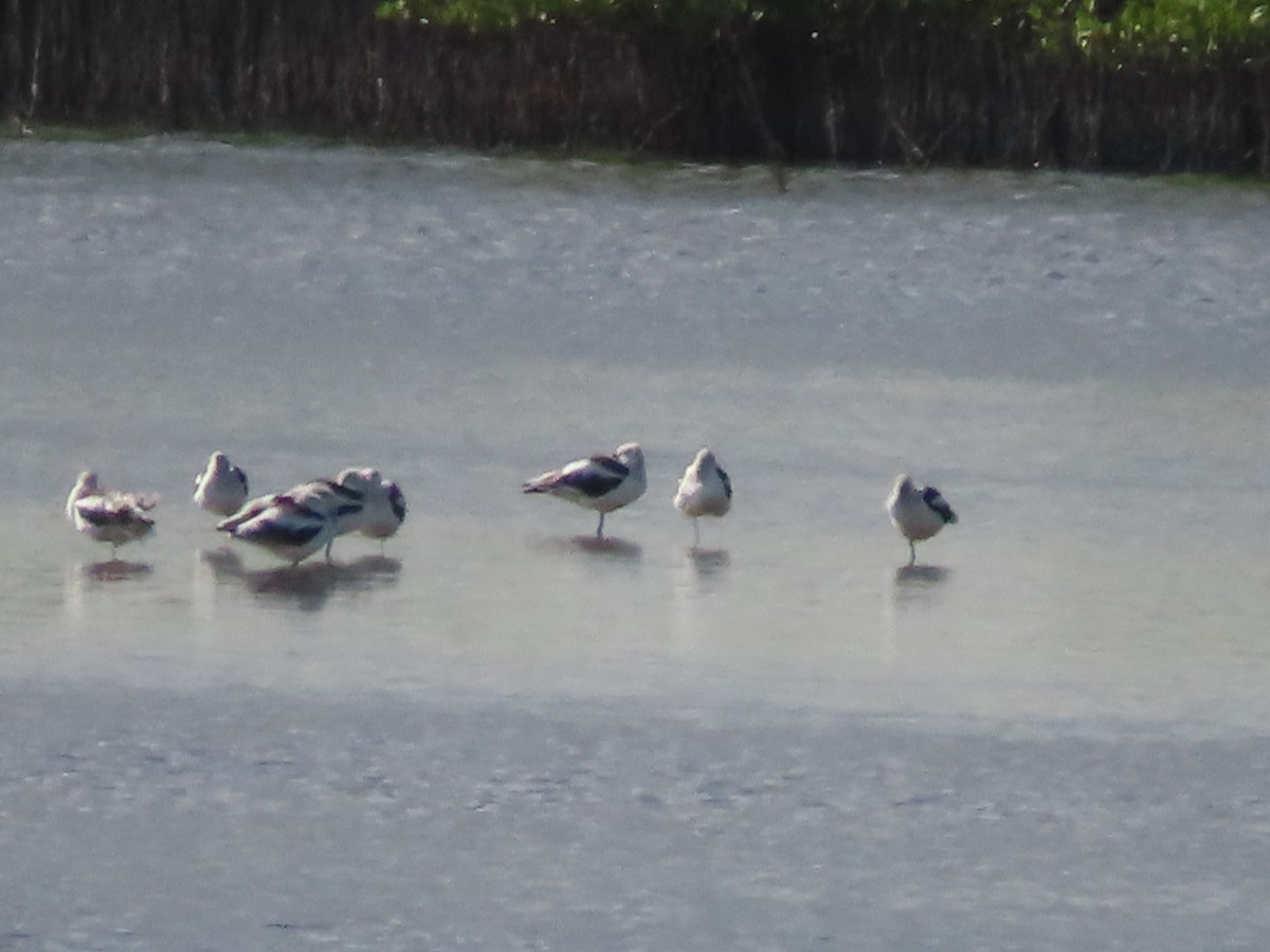 Kızıl Kılıçgaga - ML646715625