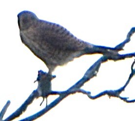 American Kestrel (Northern) - ML646715626