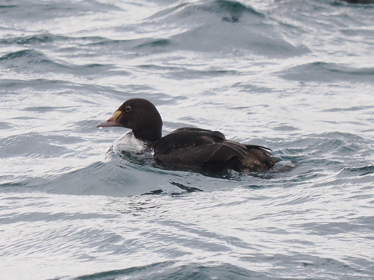 Éider Real - ML646715628