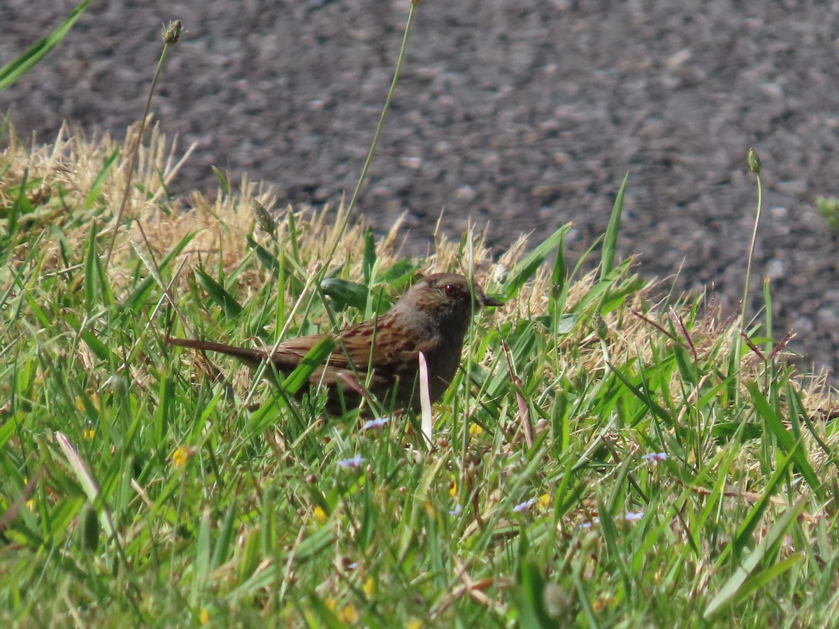 ヨーロッパカヤクグリ - ML646715629