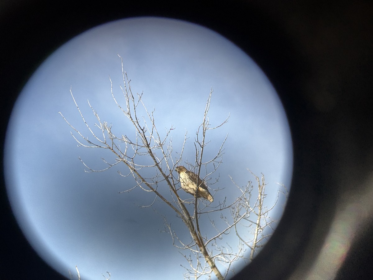 Red-tailed Hawk - ML646715630