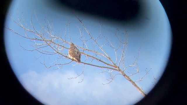 Краснохвостый канюк - ML646715631