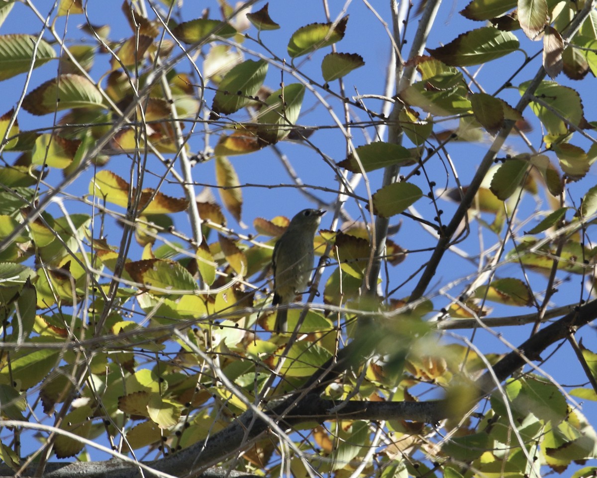 Ruby-crowned Kinglet - ML646715632