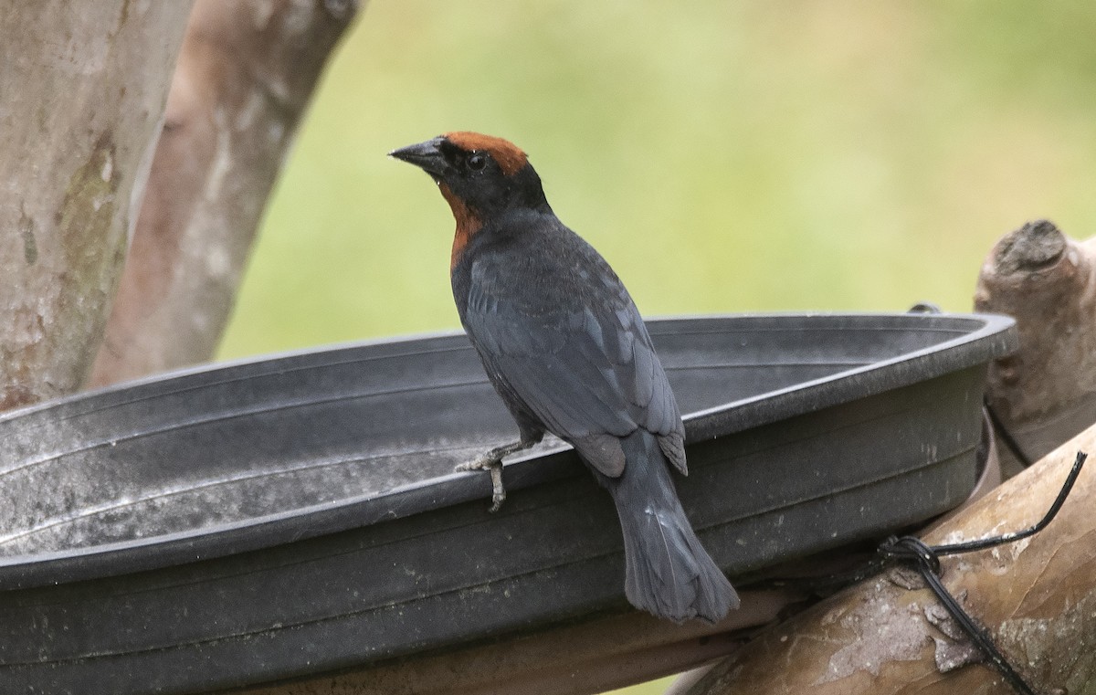 チャガシラハゴロモガラス - ML646715634