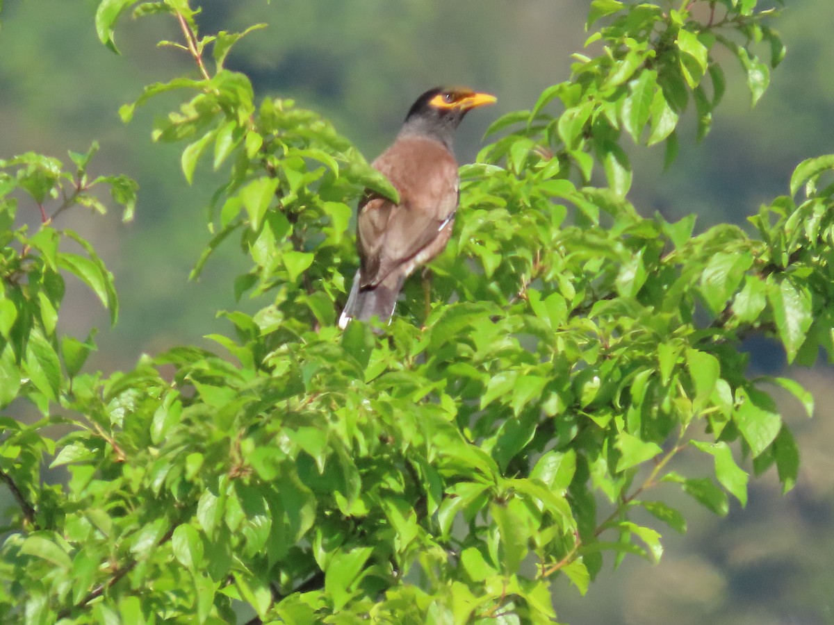 インドハッカ - ML646715635