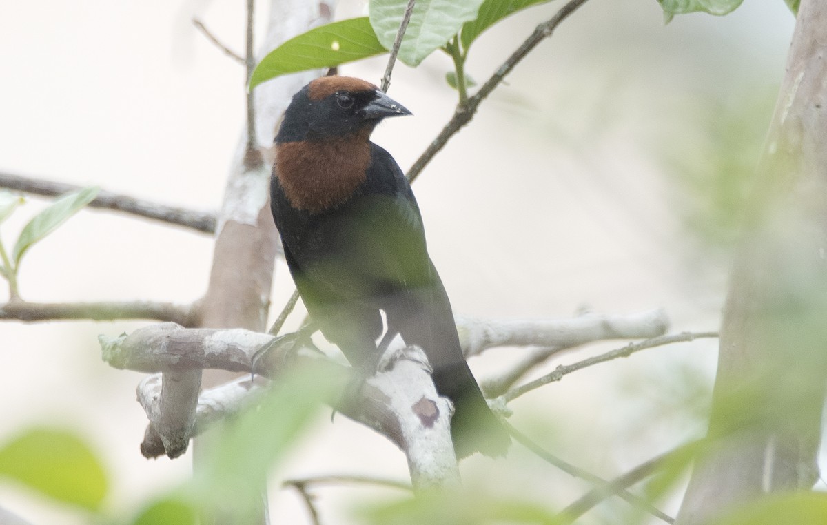 チャガシラハゴロモガラス - ML646715636