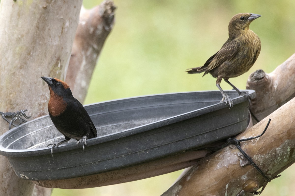 チャガシラハゴロモガラス - ML646715637