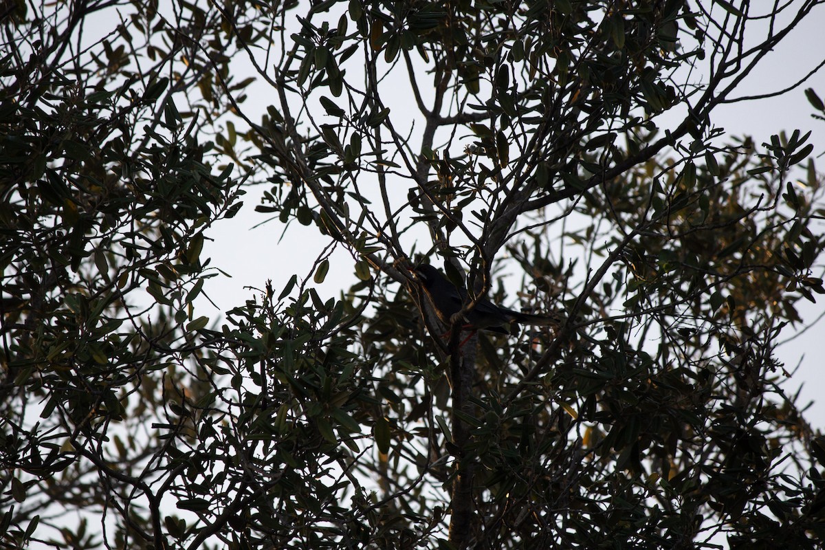 Western Red-legged Thrush - ML646715638
