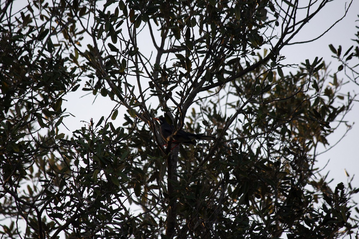 Western Red-legged Thrush - ML646715639