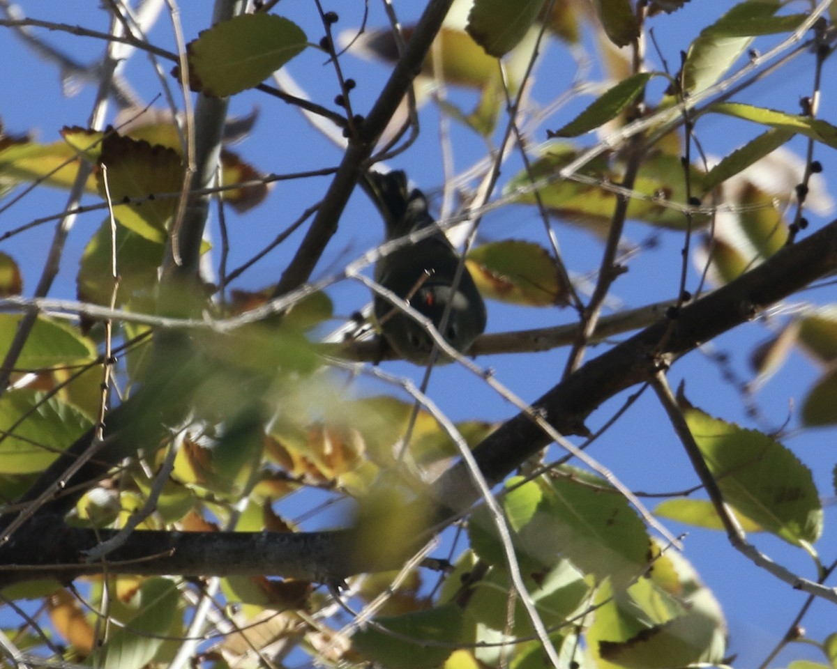 Ruby-crowned Kinglet - ML646715640