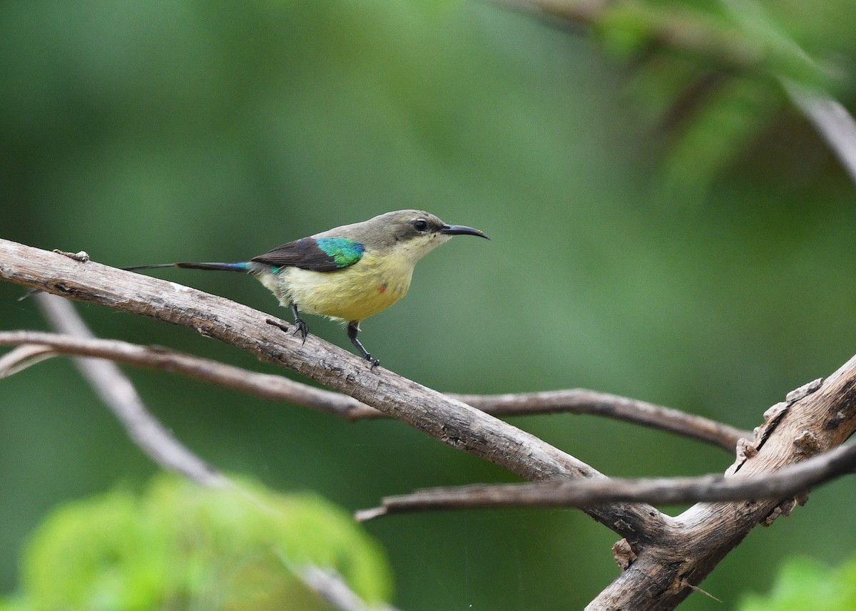 Beautiful Sunbird - ML646715642