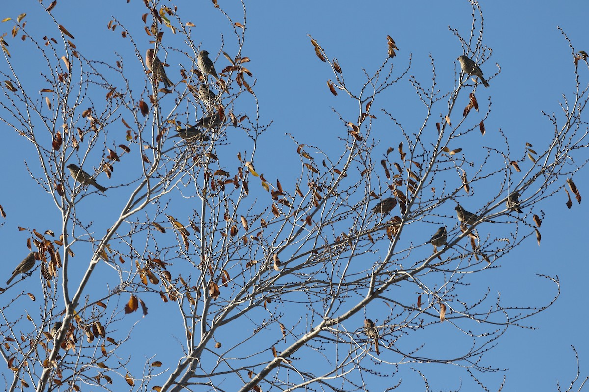 House Finch - ML646715643