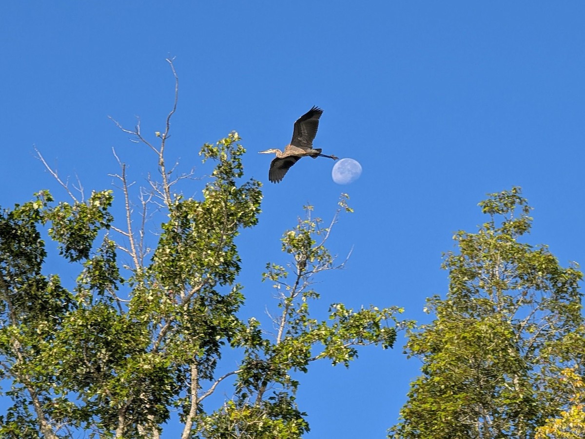 Common Loon - ML646715644
