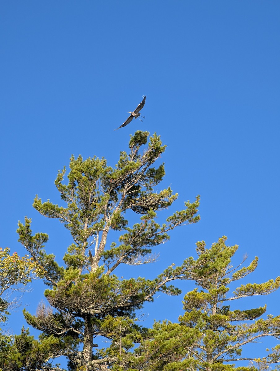 Common Loon - ML646715645