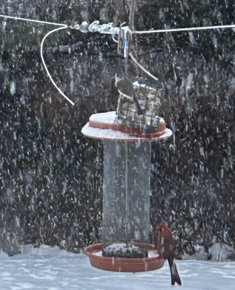 Tufted Titmouse - ML646715655