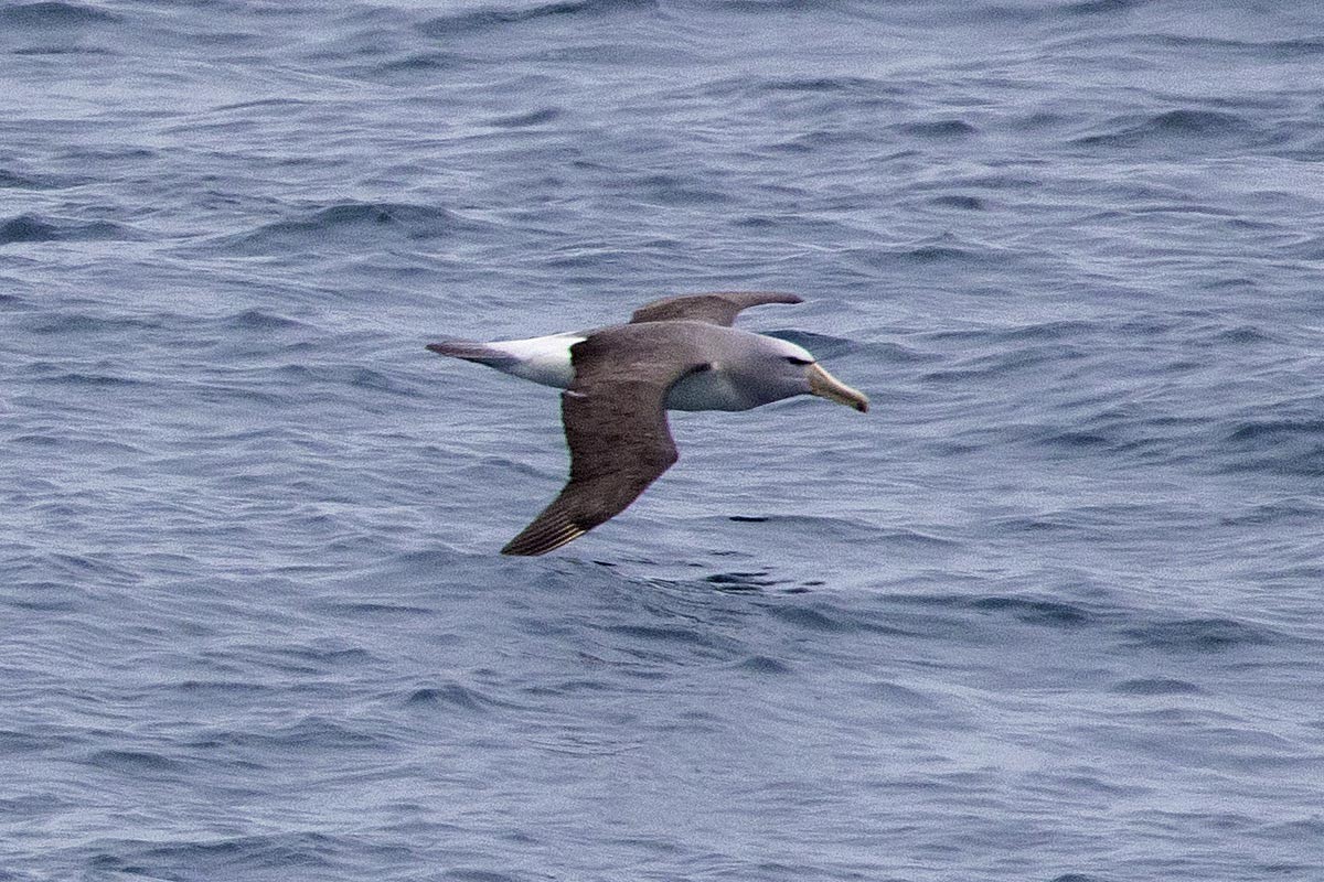 Salvin albatrosa - ML646715656