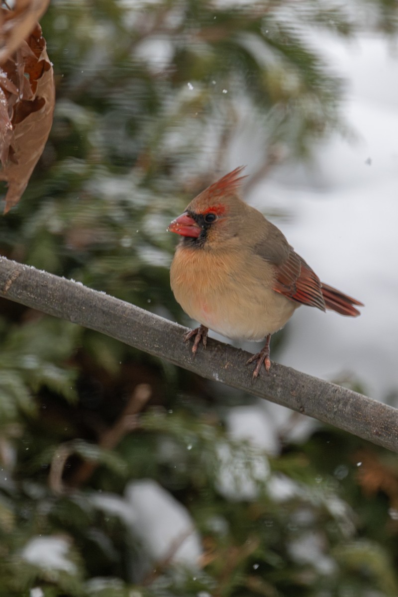 Northern Cardinal - ML646715657