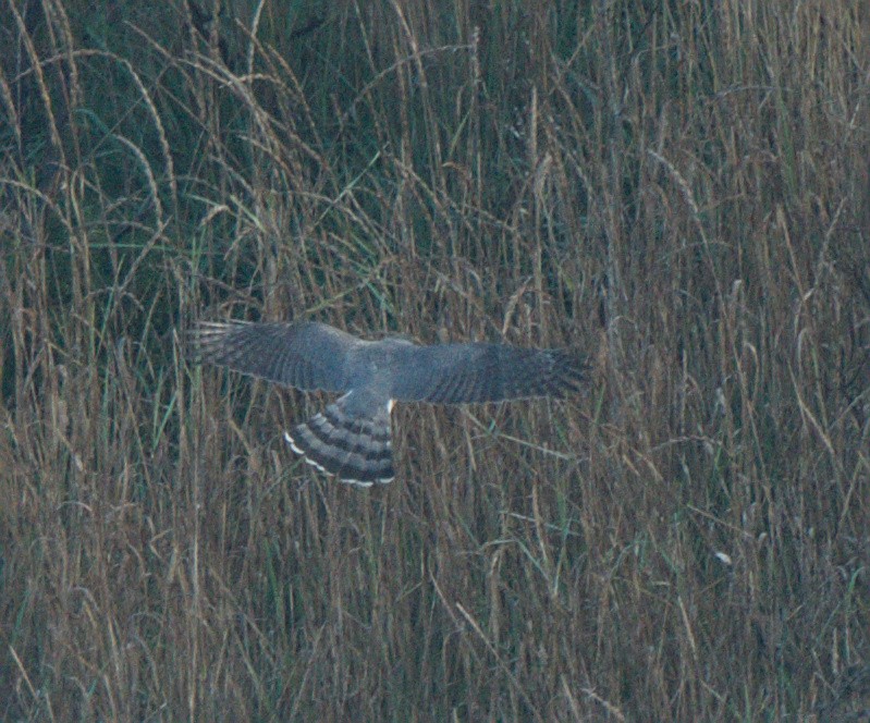 Cooper's Hawk - ML646715658