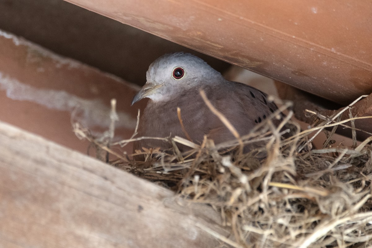 ケアシスズメバト - ML646715660