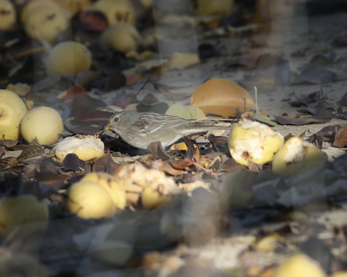White-crowned Sparrow (Gambel's) - ML646715661