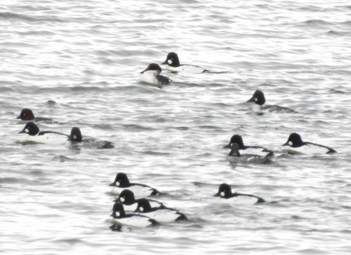 Murgilari urrebegia - ML646715662