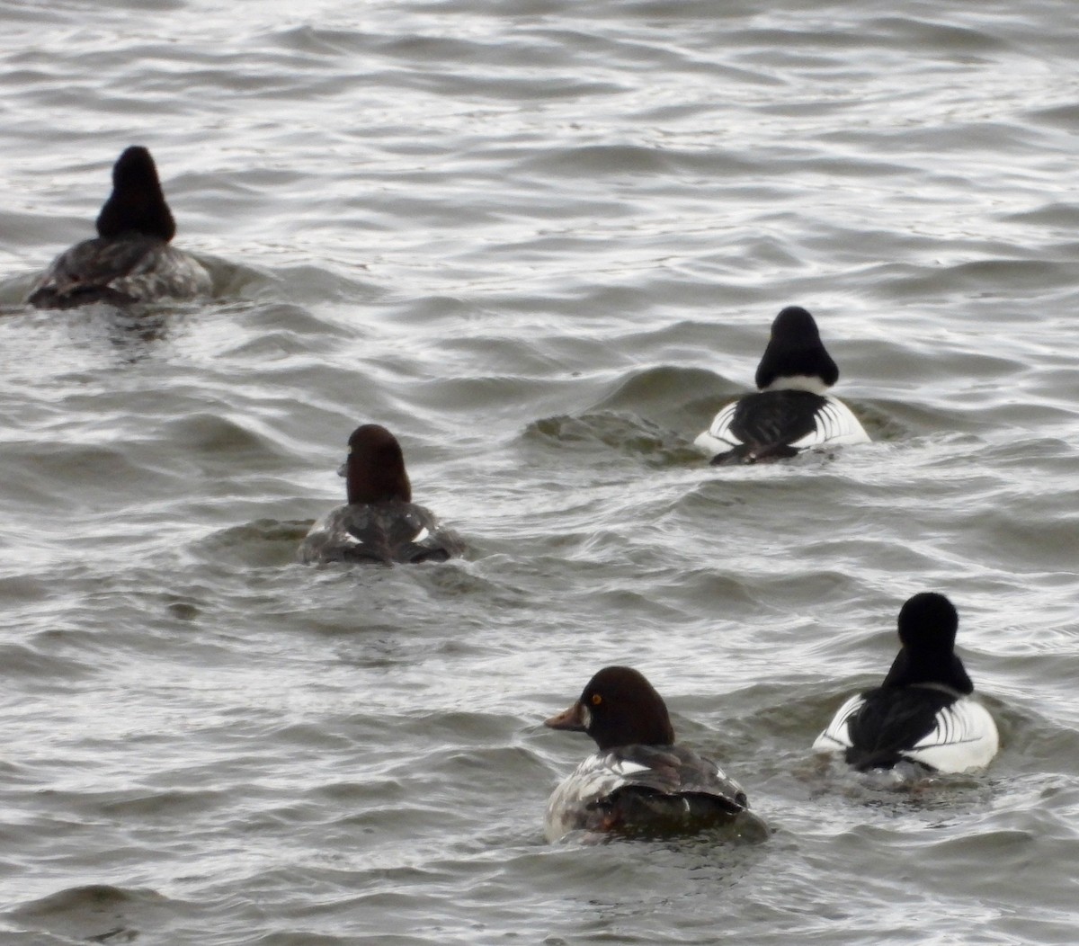 Murgilari urrebegia - ML646715663