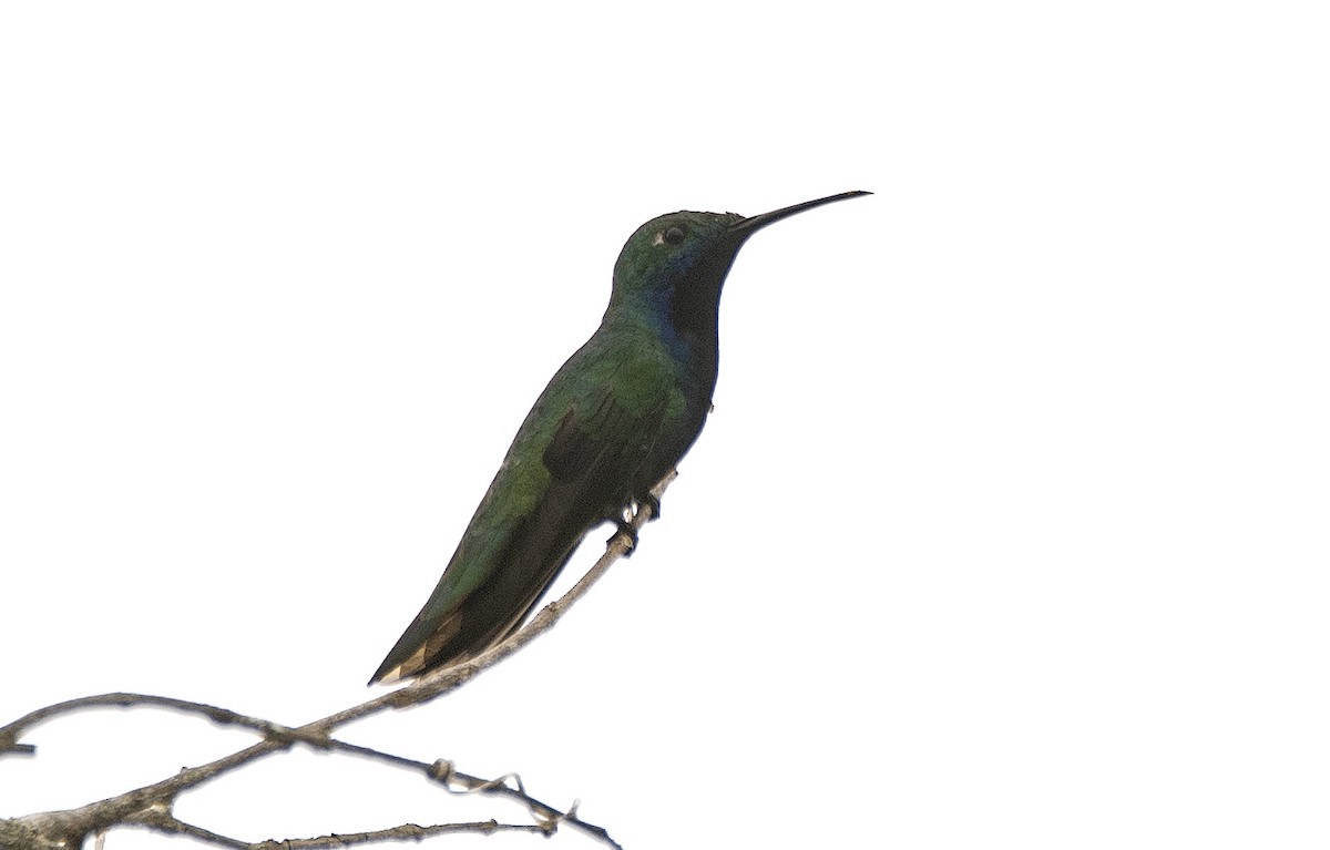 ムナグロマンゴーハチドリ - ML646715665